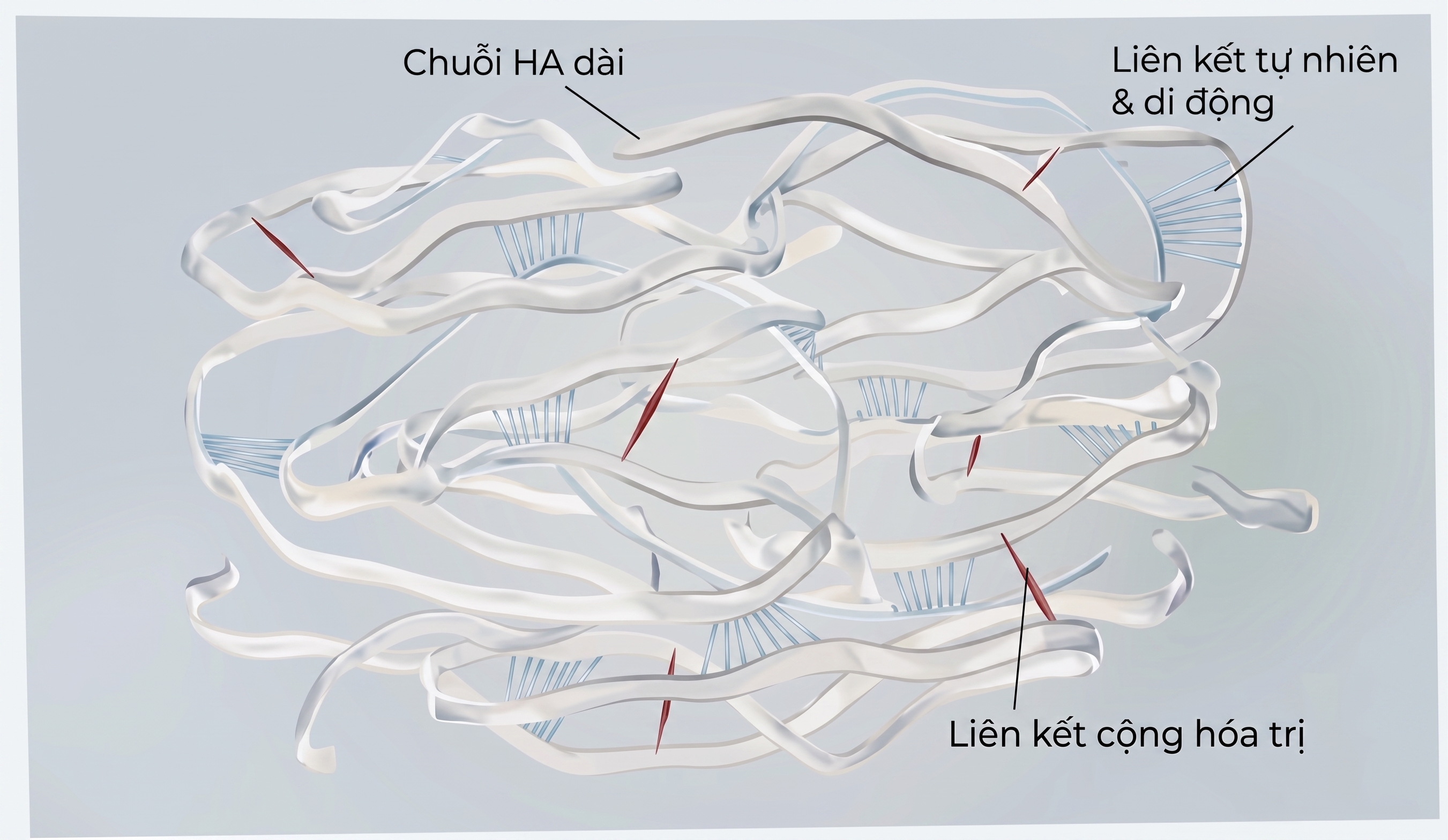 Minh hoạ cấu trúc gel linh động với chuỗi HA dài, liên kết tự nhiên & di động, và liên kết cộng hoá trị