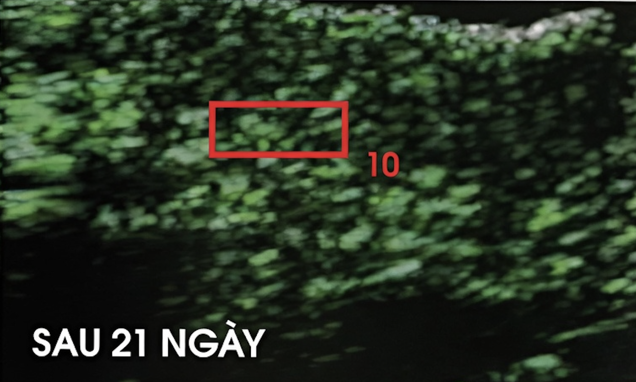 Hình ảnh mốc Sau 21 ngày của MLT 3.1